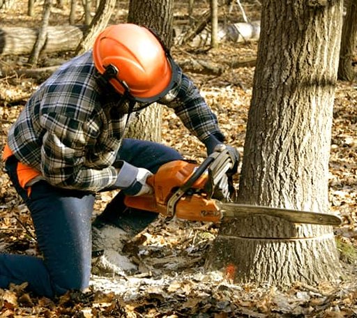 Tree Removal in Jolo, WV
